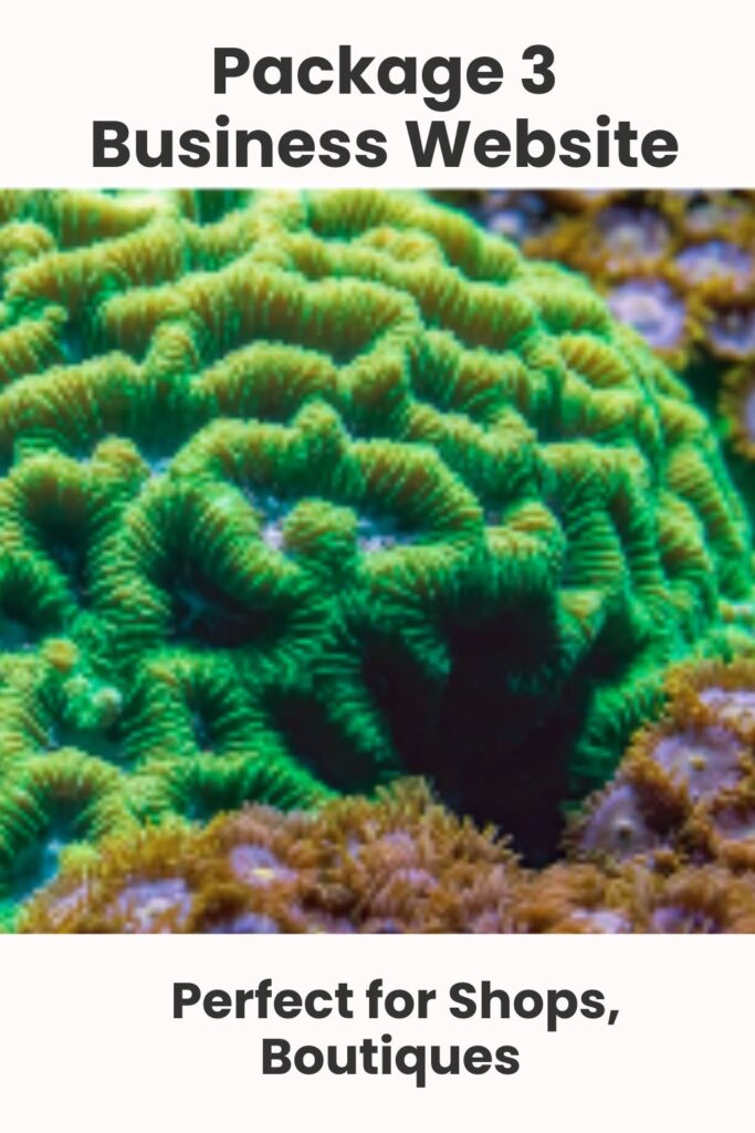 business website (1)